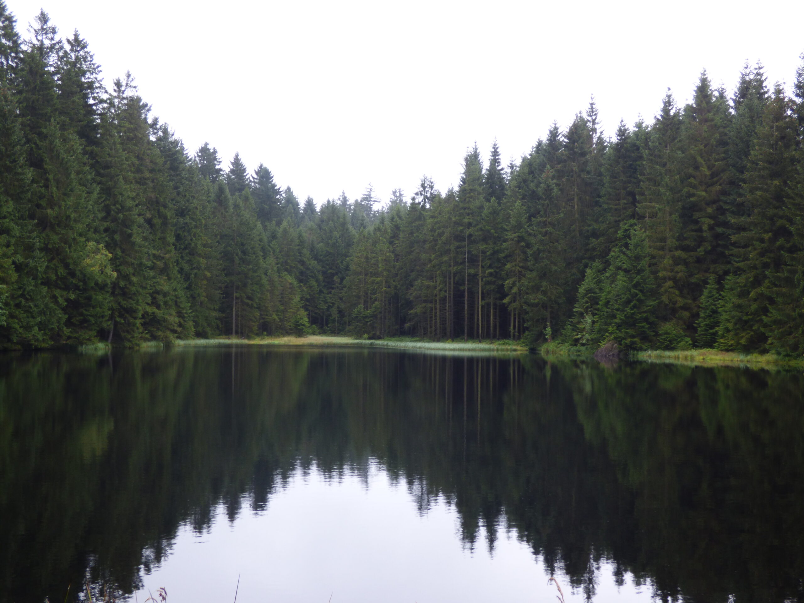 Foto von einem See umringt von Wald