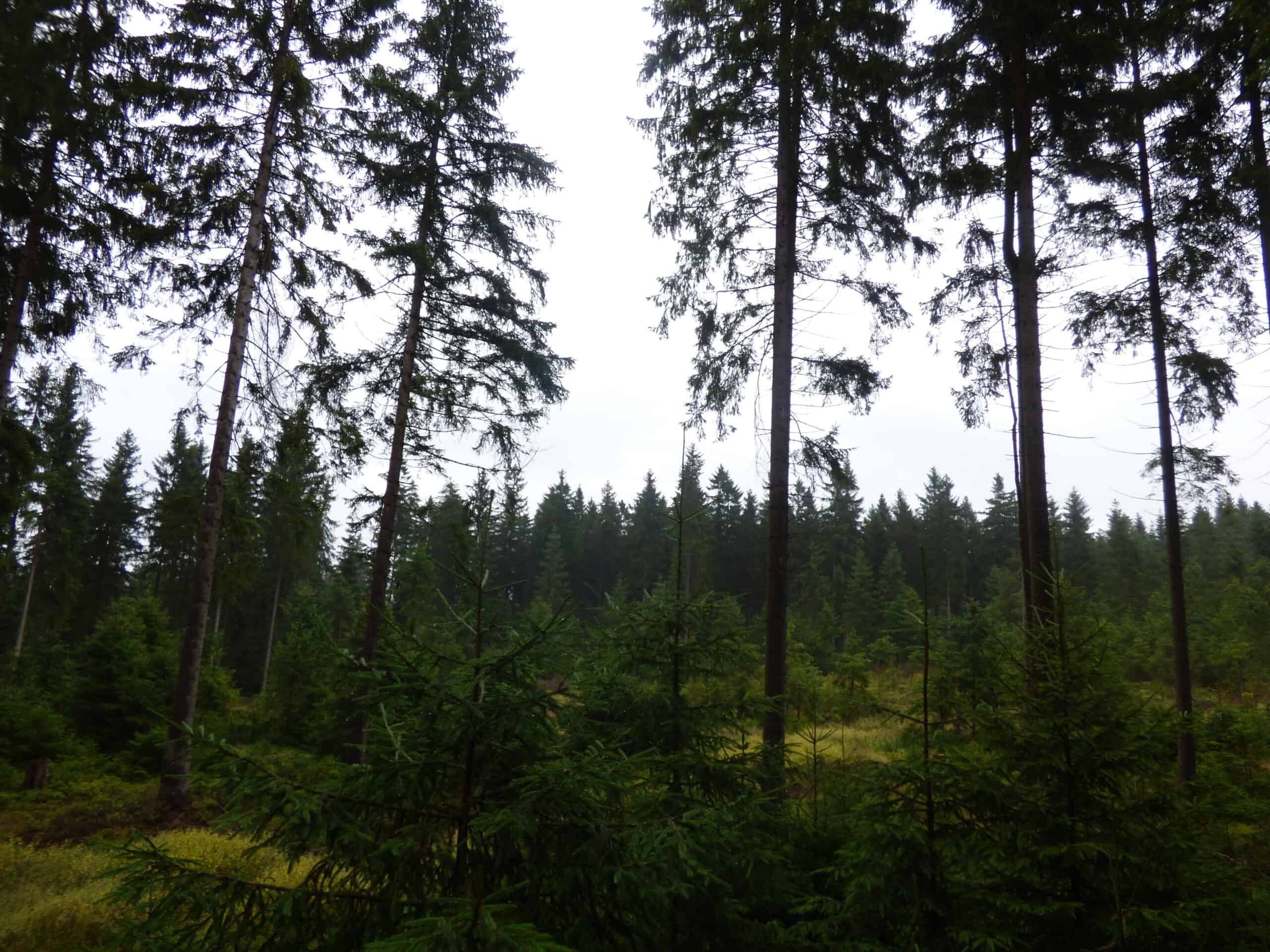 Foto innerhalb eines Waldes