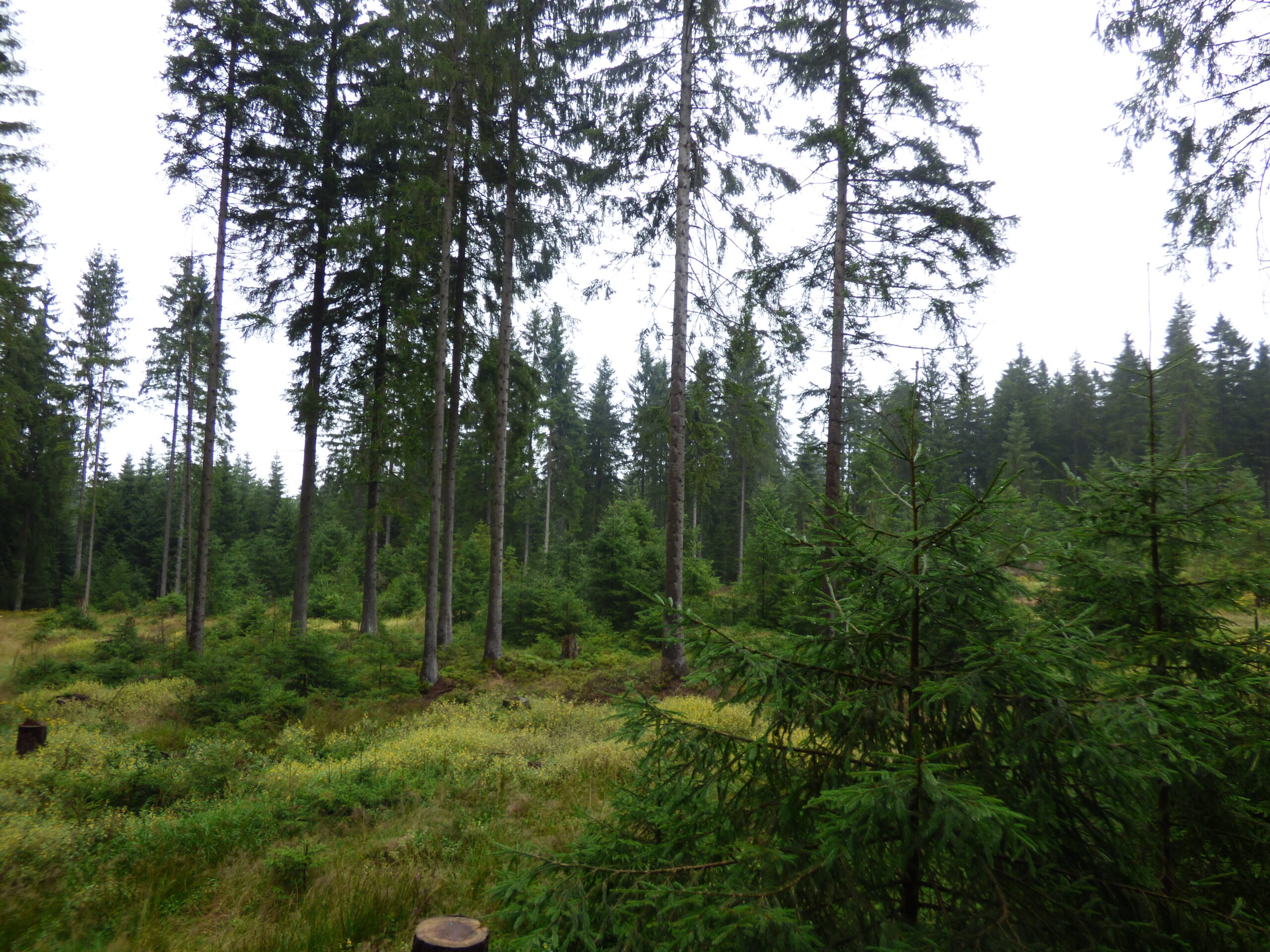 Foto eines Waldgebiets