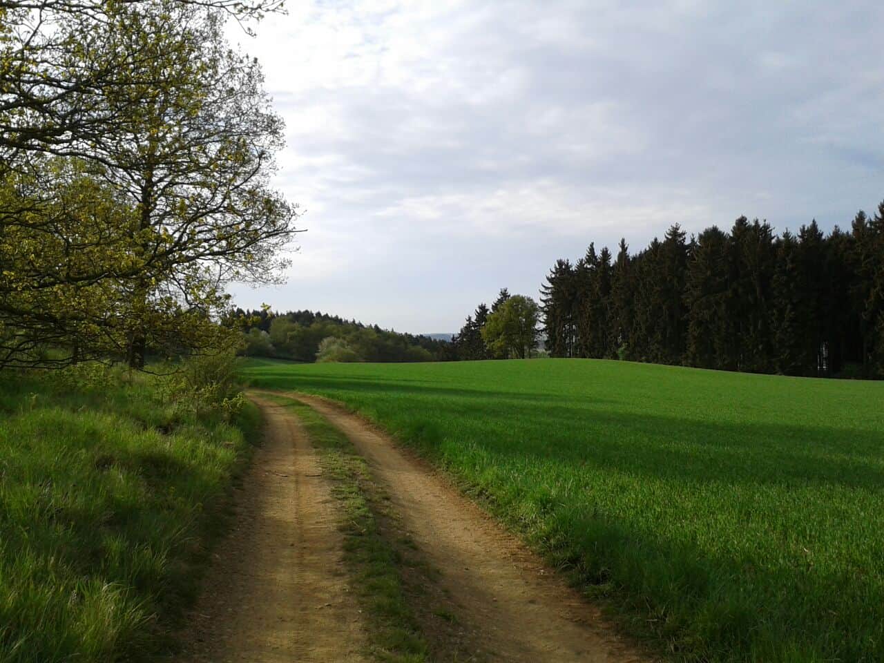 Aussichtsfoto eines Waldes mit Feldweg