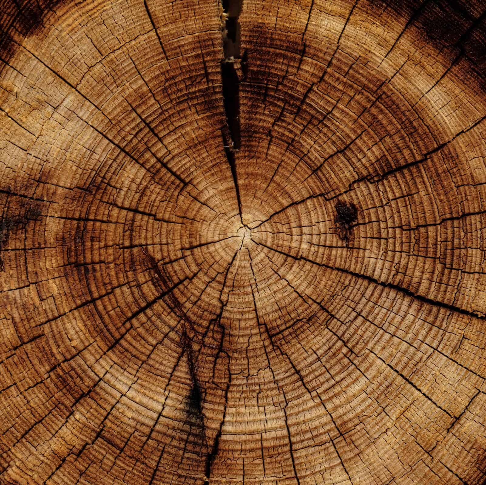 ringe_baum Baumstumpf mit Jahresringen