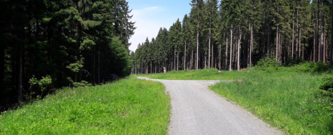Schotterweg innerhalb eines Waldes