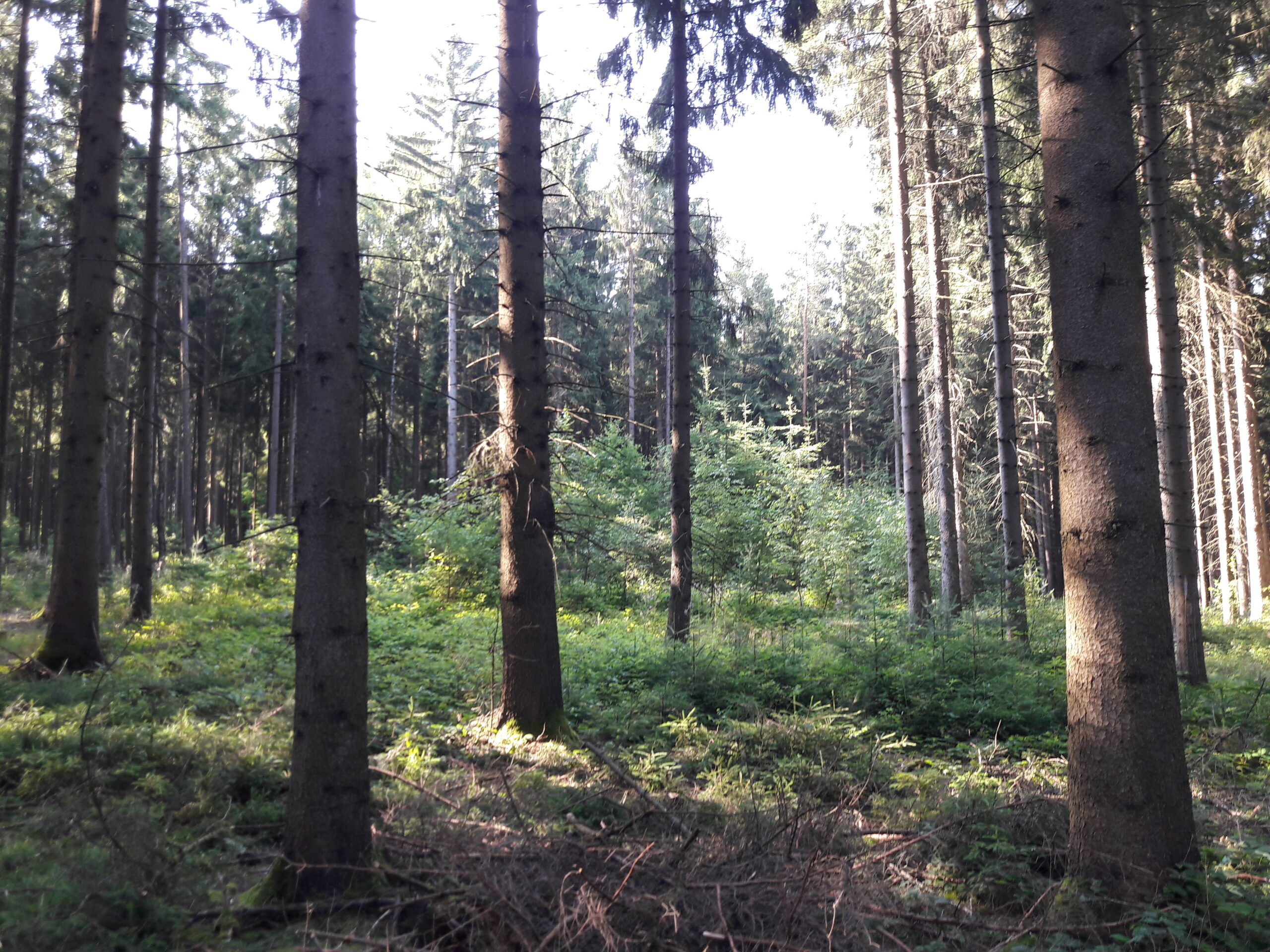 Bäume im Wald