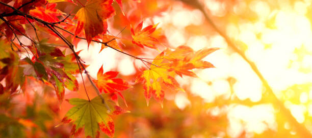 Bild von Herbstblättern